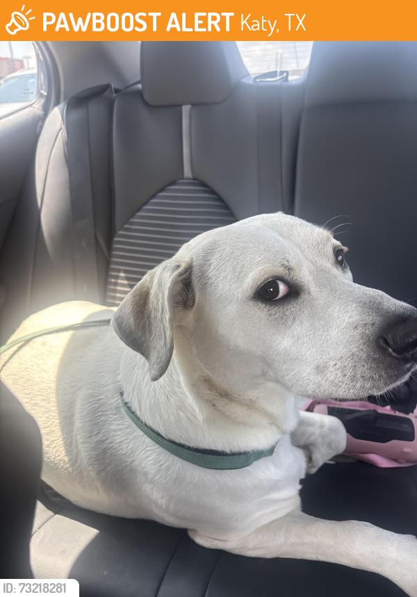 Found/Stray Female Dog last seen Rangeview dr, Katy, Katy, TX 77450