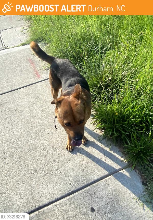 Found/Stray Male Dog last seen Angier & S Guthrie Ave, Durham, NC 27703