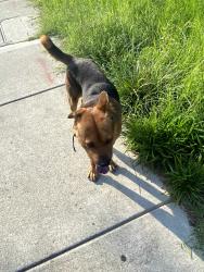Found/Stray Male Dog last seen Angier & S Guthrie Ave, Durham, NC 27703