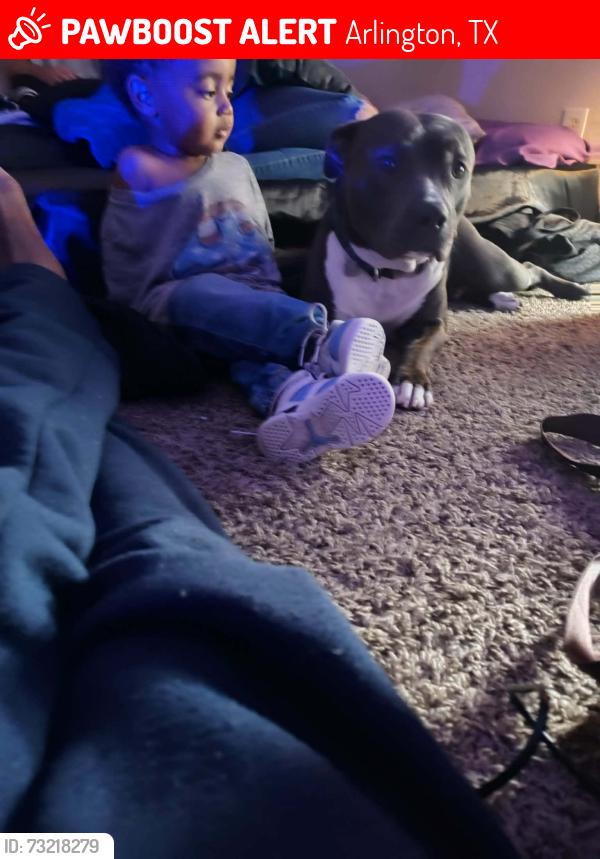 Lost Female Dog last seen Hawaii ln bowmansprings, Arlington, TX 76016