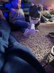 Lost Female Dog last seen Hawaii ln bowmansprings, Arlington, TX 76016