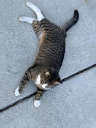 Found/Stray Unknown Cat last seen Cedar Ridge Way, Antioch, CA 94531