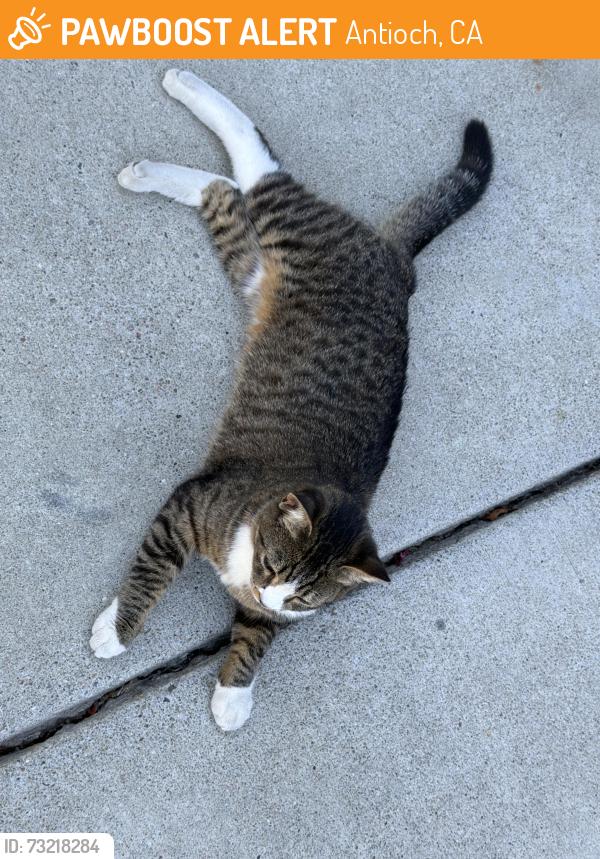 Found/Stray Unknown Cat last seen Cedar Ridge Way, Antioch, CA 94531