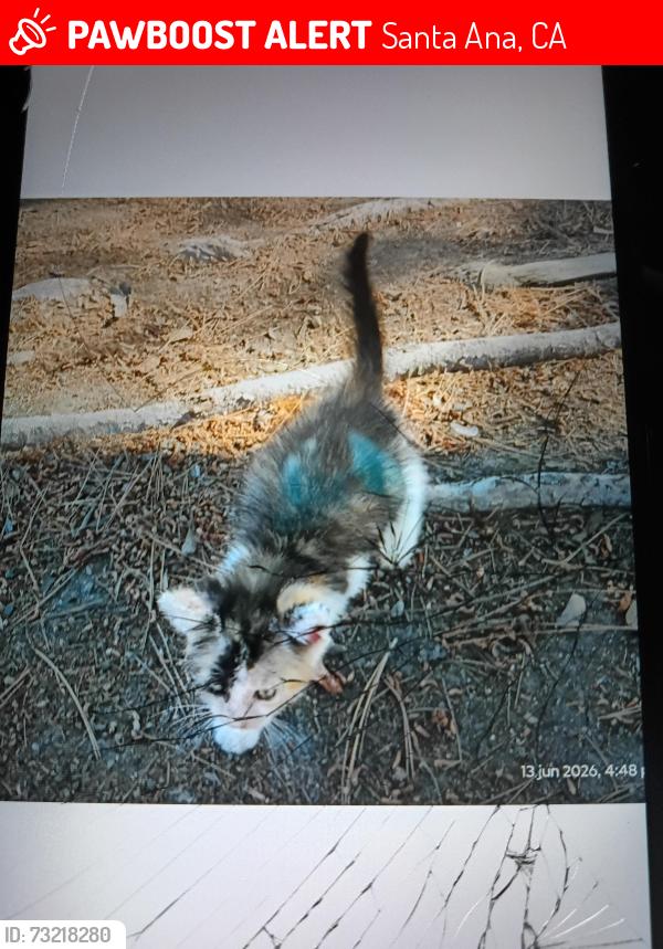 Lost Female Cat last seen Near E St Andrew Pl, Santa Ana, CA 92705, Santa Ana, CA 92705