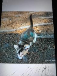 Lost Female Cat last seen Near E St Andrew Pl, Santa Ana, CA 92705, Santa Ana, CA 92705