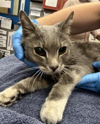 Shelter Stray Unknown Cat last seen Wadsworth Blvd and Church Ranch Blvd, Westminster, CO, 80021, 580 McIntyre St, Golden, CO 80401, USA