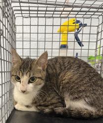 Shelter Stray Female Cat last seen Near Revell Downs Drive, Annapolis, MD, 21409, 411 Maxwell Frye Rd, Millersville, MD 21108, USA