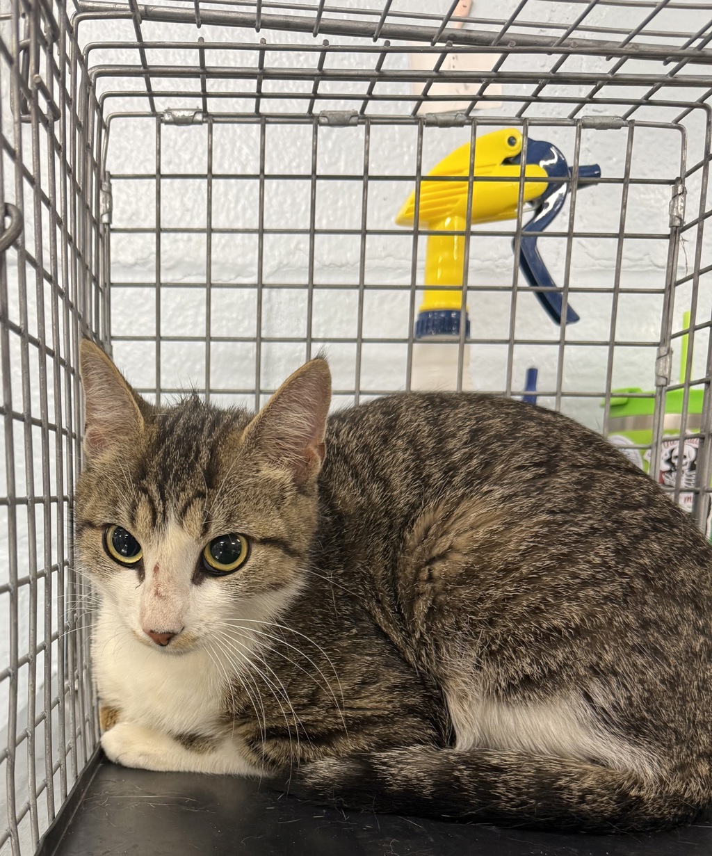 Shelter Stray Female Cat last seen Near Revell Downs Drive, Annapolis, MD, 21409, 411 Maxwell Frye Rd, Millersville, MD 21108, USA