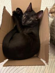 Lost Female Cat last seen Carl St. & Pierce St., Los Angeles, CA 91331