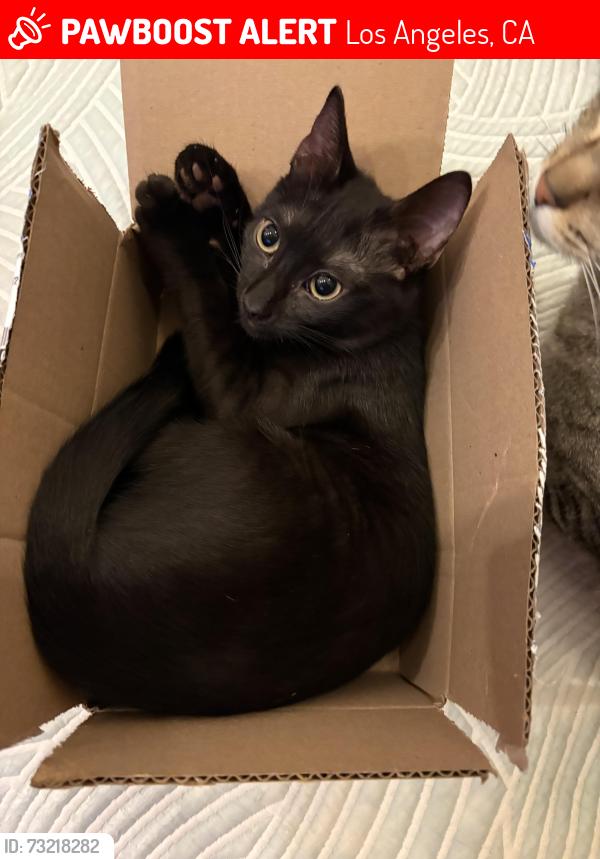 Lost Female Cat last seen Carl St. & Pierce St., Los Angeles, CA 91331