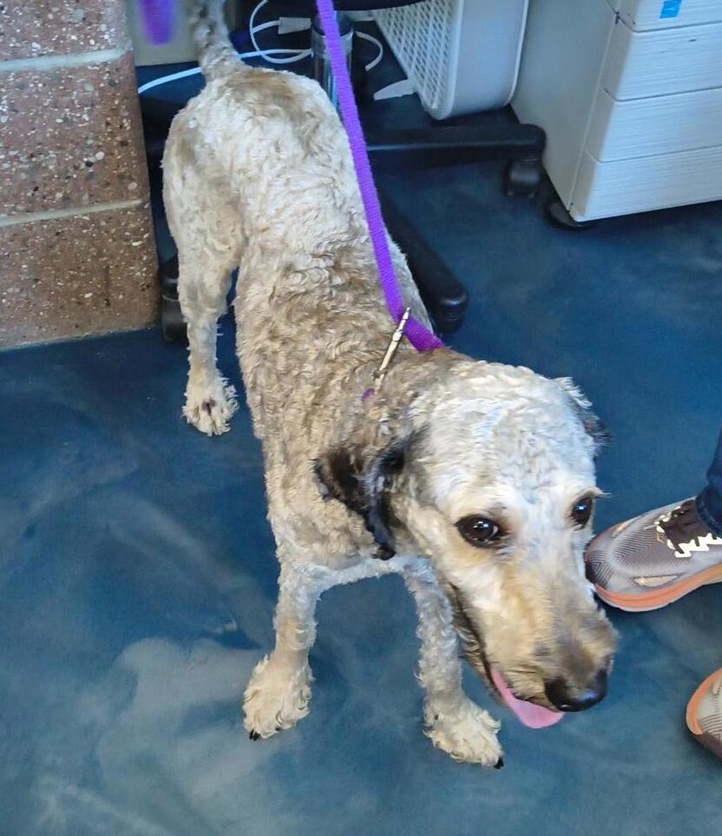 Shelter Stray Male Dog last seen Huron Street, PONTIAC, MI, 48341, 1200 N Telegraph Building 42E, Pontiac, MI 48340, USA