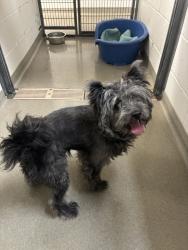 Shelter Stray Male Dog last seen Near E 300 S, SALT LAKE CITY, UT, 84102, 511 W 3900 S, Salt Lake City, UT 84123, USA