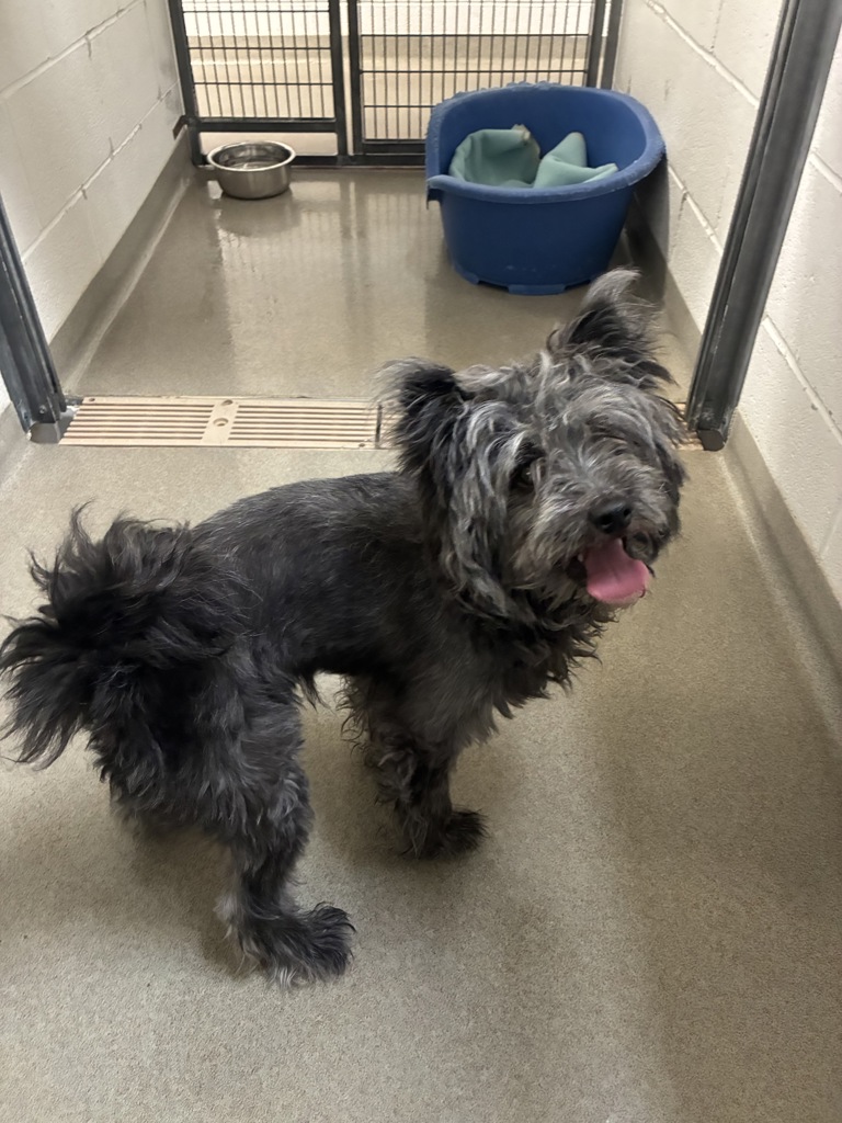 Shelter Stray Male Dog last seen Near E 300 S, SALT LAKE CITY, UT, 84102, 511 W 3900 S, Salt Lake City, UT 84123, USA