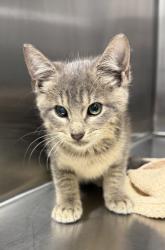 Shelter Stray Female Cat last seen Near N Pine Street, LAFAYETTE, LA, 70501, 410 Dugas Rd, Lafayette, LA 70507, USA