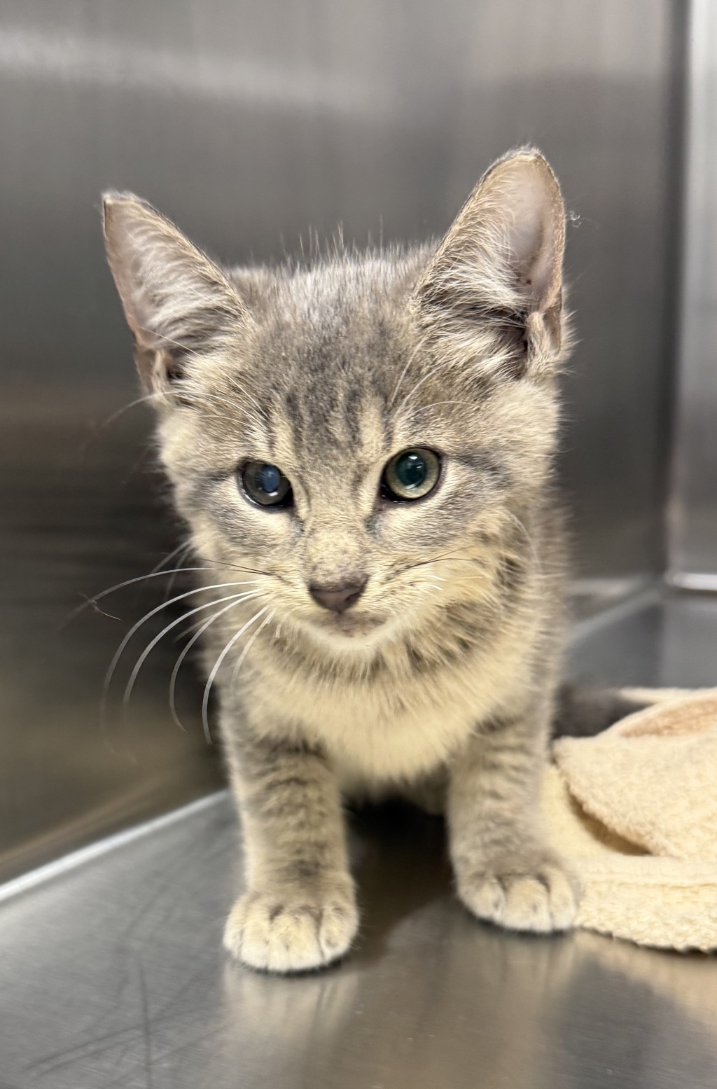 Shelter Stray Female Cat last seen Near N Pine Street, LAFAYETTE, LA, 70501, 410 Dugas Rd, Lafayette, LA 70507, USA