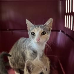 Shelter Stray Female Cat last seen Near E Front Street, CHARITON, IA, 50049, Des Moines, IA 50313