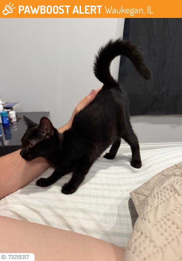 Found/Stray Unknown Cat last seen Washington st Waukegan, Waukegan, IL 60085
