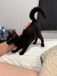 Found/Stray Unknown Cat last seen Washington st Waukegan, Waukegan, IL 60085