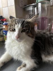 Lost Male Cat last seen Cottee way, peppermint road, North Yorkshire, England 