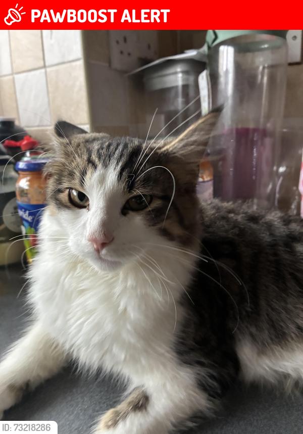Lost Male Cat last seen Cottee way, peppermint road, North Yorkshire, England 
