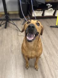 Reunited Male Dog last seen Near Ruff hse Resort, Lynn Haven, FL 32444
