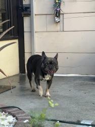 Found/Stray Unknown Dog last seen Near chateau Andre apmts, Castro Valley, CA 94546