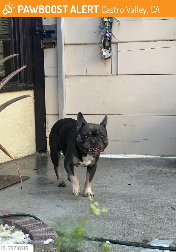 Found/Stray Unknown Dog last seen Near chateau Andre apmts, Castro Valley, CA 94546