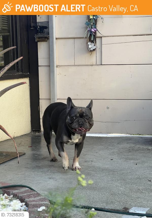 Found/Stray Male Dog last seen Marshall st Meadowview St, Castro Valley, CA 94546