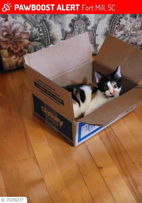 Lost Female Cat last seen Lost around Crooked Pine Lane, Harrisburg Road and Artigas Drive, Fort Mill, SC 29707