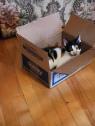 Lost Female Cat last seen Lost around Crooked Pine Lane, Harrisburg Road and Artigas Drive, Fort Mill, SC 29707