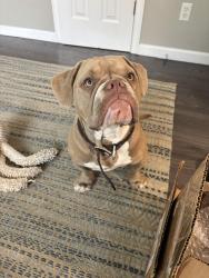 Reunited Female Dog last seen Wolff and midway, Broomfield, CO 80020
