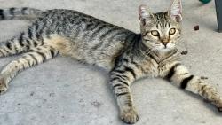 Reunited Female Cat last seen Vasili ln, Beaumont, CA 92223