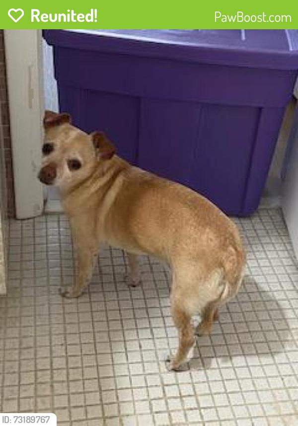 Reunited Male Dog last seen W. Oakland Park and 27th Avenue, Oakland Park, FL 33311