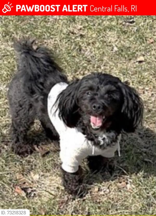 Lost Male Dog last seen high st and cross st, Central Falls, RI 02863
