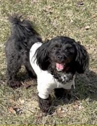 Lost Male Dog last seen high st and cross st, Central Falls, RI 02863