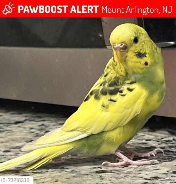 Lost Female Bird last seen Mount Arlington Court hse, Mount Arlington, NJ 07856
