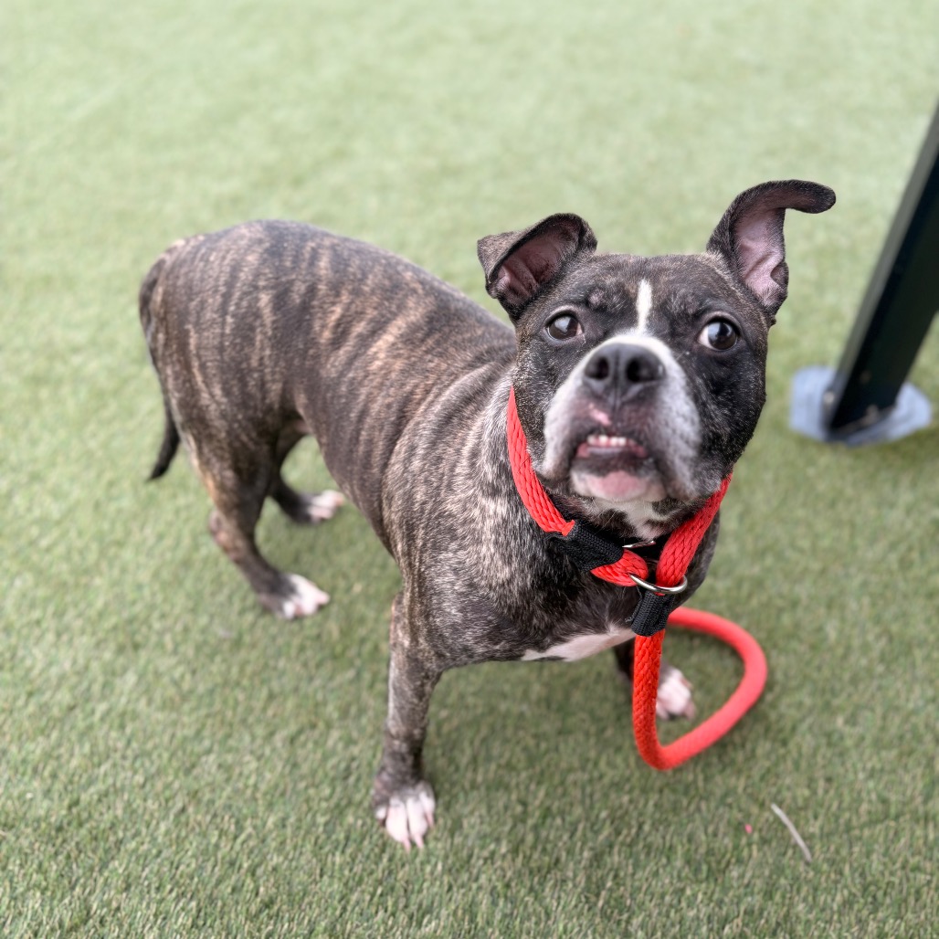 Shelter Stray Female Dog last seen , Animal Care & Control Team of Philly, 111 W Hunting Park Ave, Philadelphia, PA 19140, USA