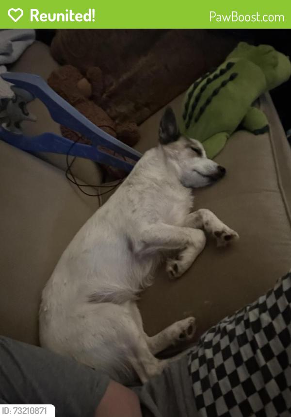 Reunited Male Dog last seen Story elementary, Allen, TX 75002