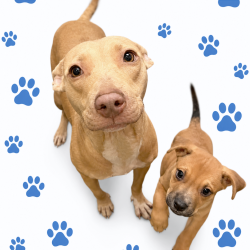 Shelter Stray Female Dog last seen , 2350 Appling City Cove, Memphis, TN 38133, USA