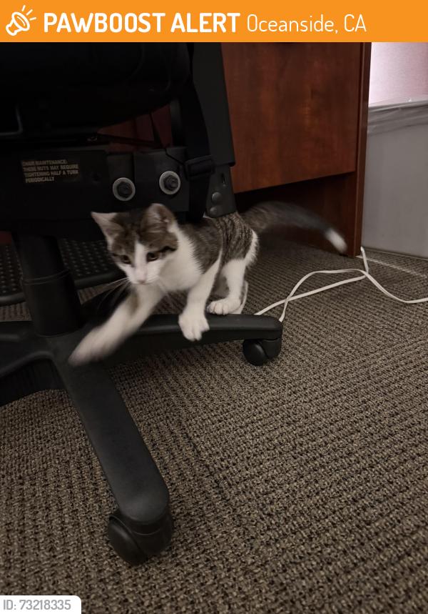 Found/Stray Male Cat last seen Thunder Drive, Oceanside, CA 92056