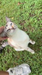 Found/Stray Female Cat last seen Triple creek park, Gallatin, TN 37066