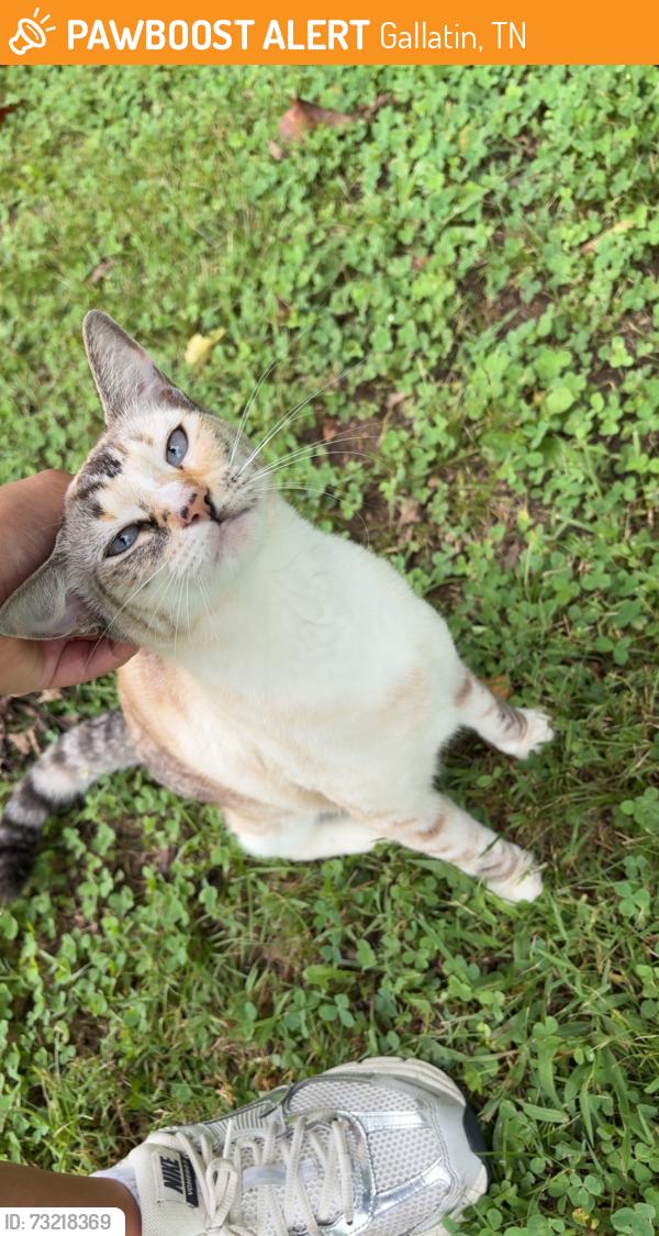 Found/Stray Female Cat last seen Triple creek park, Gallatin, TN 37066