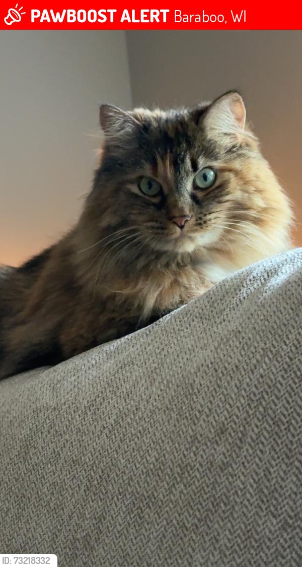Lost Female Cat last seen Wynsong ests, Baraboo, WI 53913