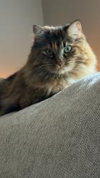 Lost Female Cat last seen Wynsong ests, Baraboo, WI 53913