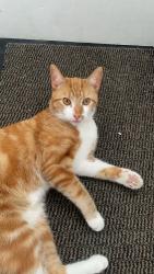 Lost Male Cat last seen Woodvale park, Belfast, Northern Ireland 