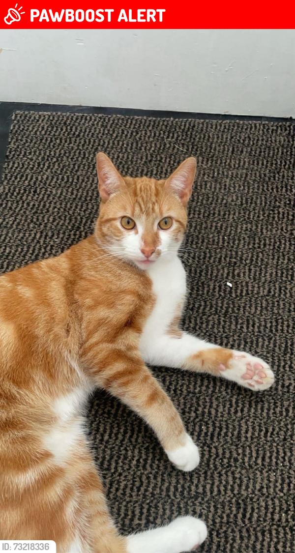 Lost Male Cat last seen Woodvale park, Belfast, Northern Ireland 