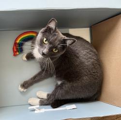 Lost Male Cat last seen Center St & 15th St, Oakland 94607, Oakland, CA 94607