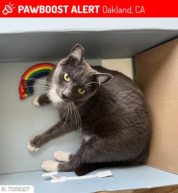 Lost Male Cat last seen Center St & 15th St, Oakland 94607, Oakland, CA 94607