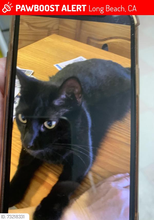 Lost Female Cat last seen Charlemagne, Long Beach, CA 90808