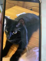 Lost Female Cat last seen Charlemagne, Long Beach, CA 90808